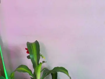 Bongacams Free Porn Cam of EllenaBoobs
