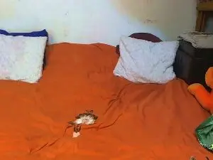 Cam4 Best Webcam of Monikan