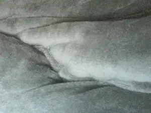 Cam4 Live Sex Cam of Sweet_mellow