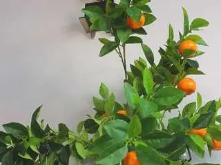 Camsoda Live Porn of karienickeson