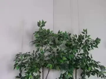 Chaturbate Live Sex of ivylustt