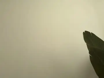 Chaturbate Sex Chat of eva_vex